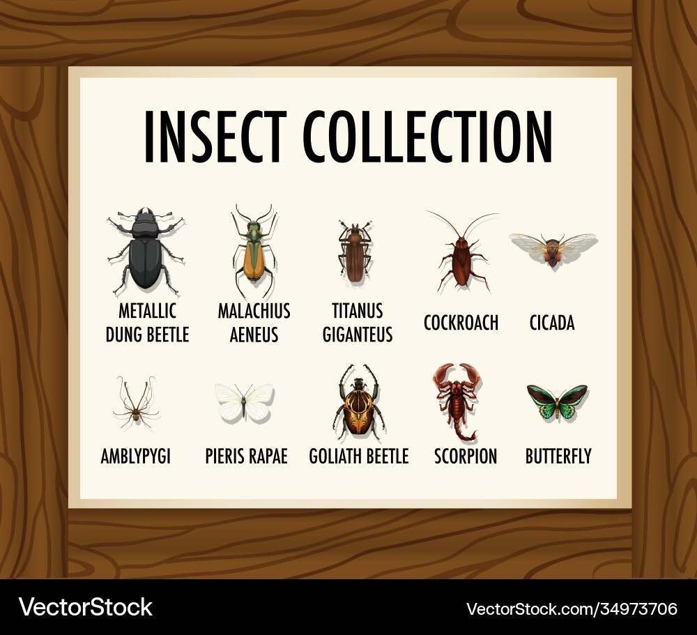Set Insektenkollektionsbanner auf Holztisch Set Insektenkollektionsbanner auf Holztisch vektorbild