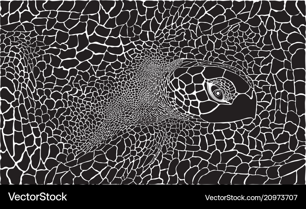 Turtle - kareta in the background vector image