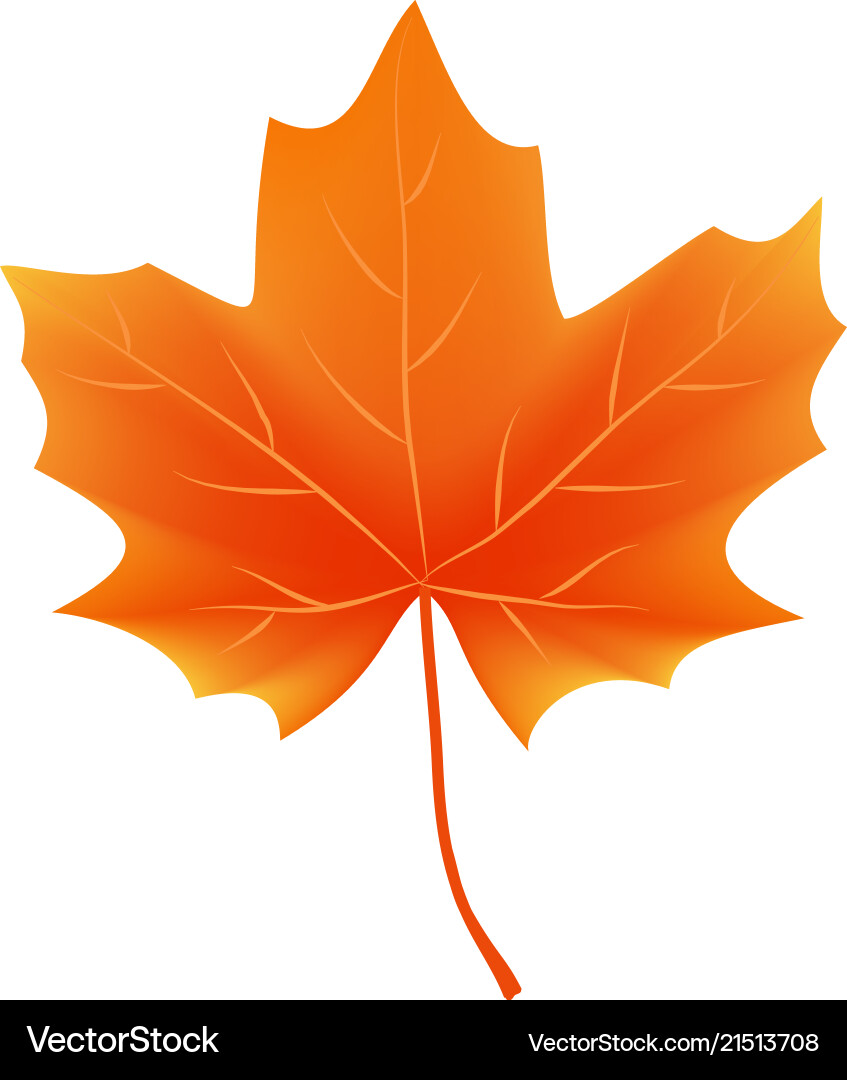 Autumn leaf isolated on white background Vector Image