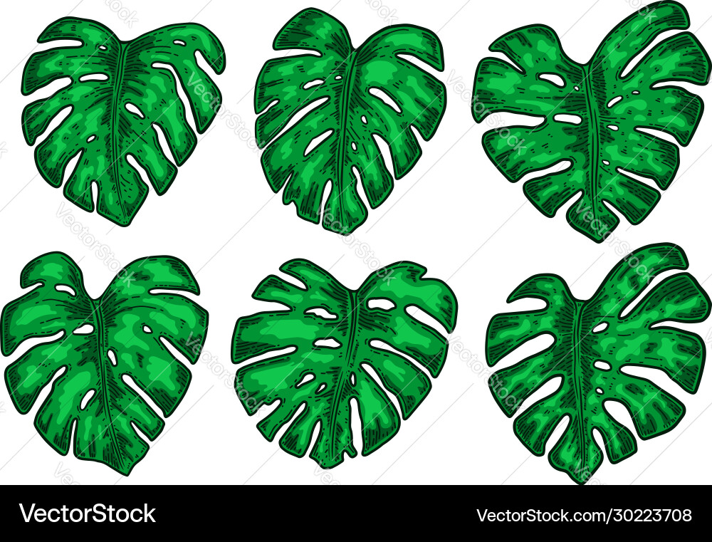 Set monstera leaves design element vector image