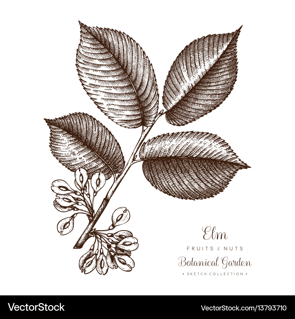 Elm Branch with Nuts - Botanical Sketch Vector Image