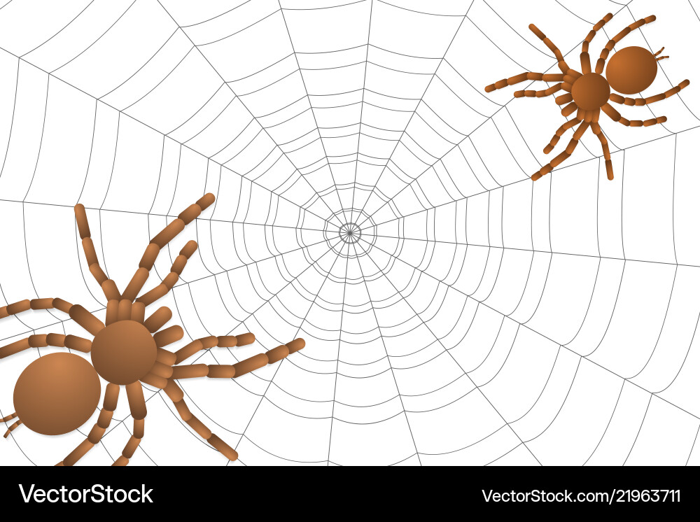 Two spiders of a tarantula on cobweb Vector Image