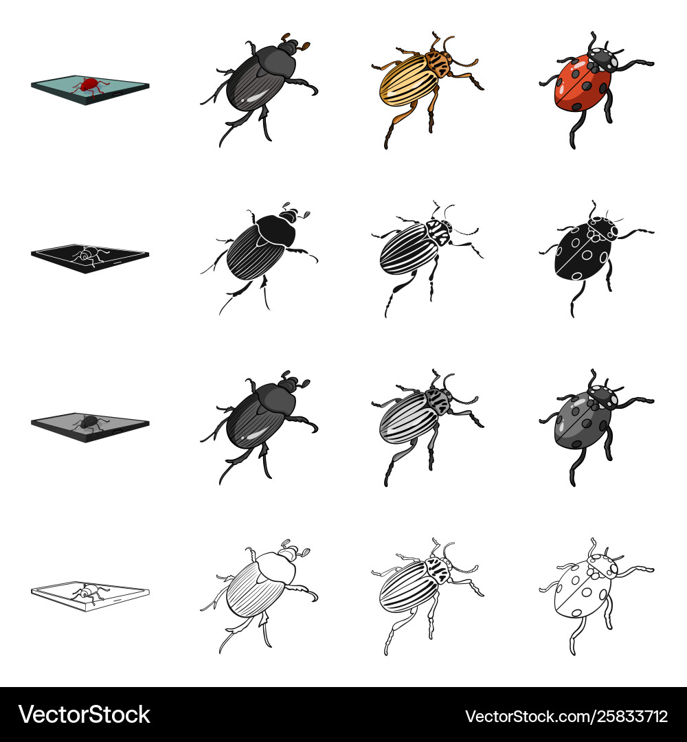 Isolated object insect and beetle symbol vector image