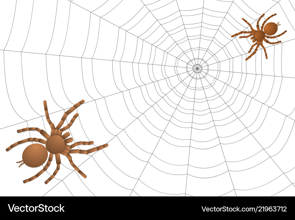 Two spiders of a tarantula on cobweb Two spiders of a tarantula on cobweb vector image