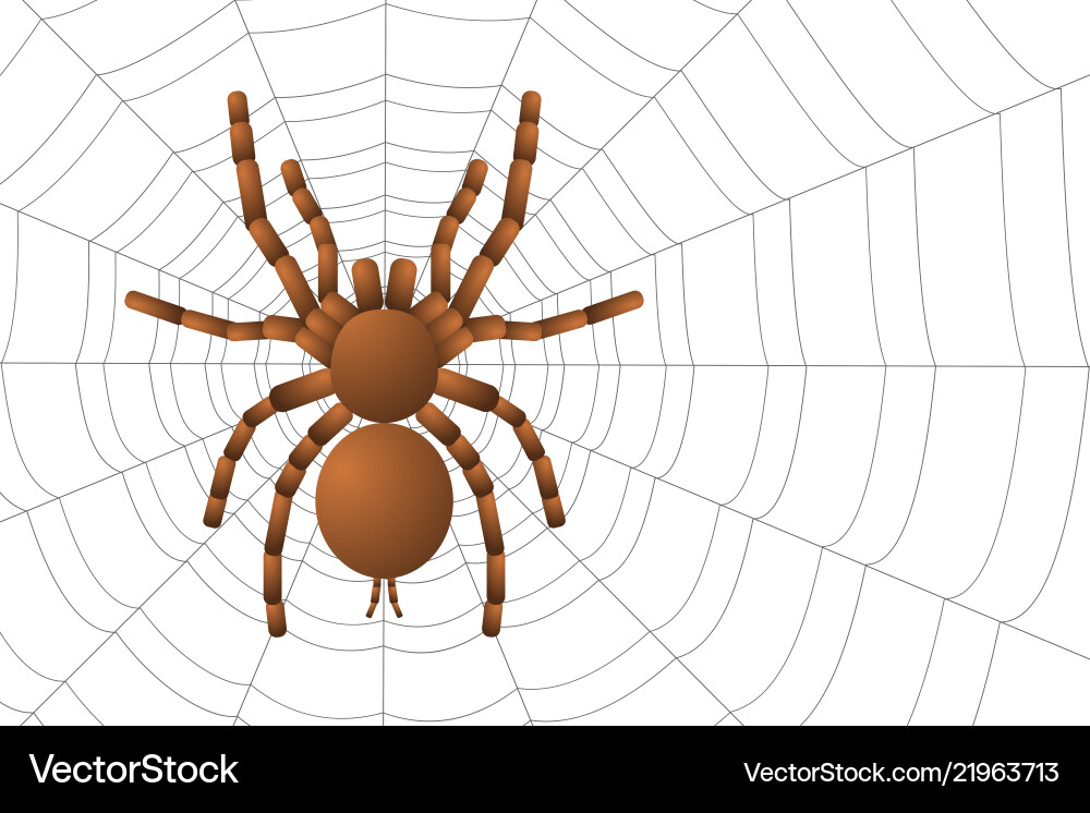 Spider tarantula on a web top view Spider tarantula on a web top view vector image