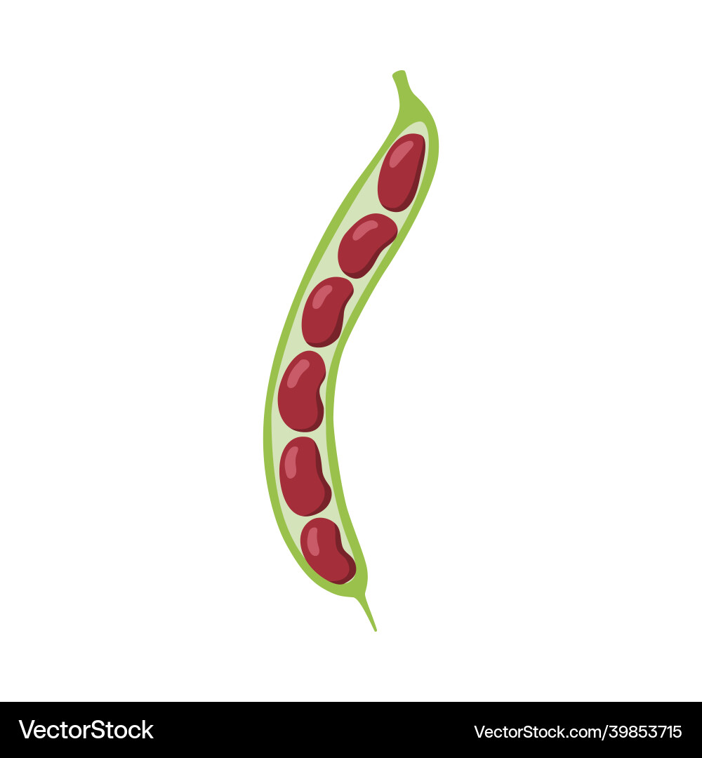 Pod of red beans and visible isolated Pod of red beans and visible isolated Vector Image