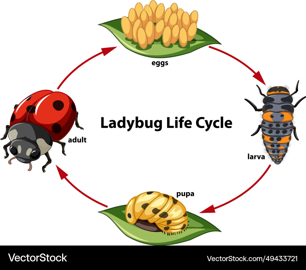 Biology study ladybug life cycle diagram Vector Image biology-study-ladybug-life-cycle-diagram-vector-image