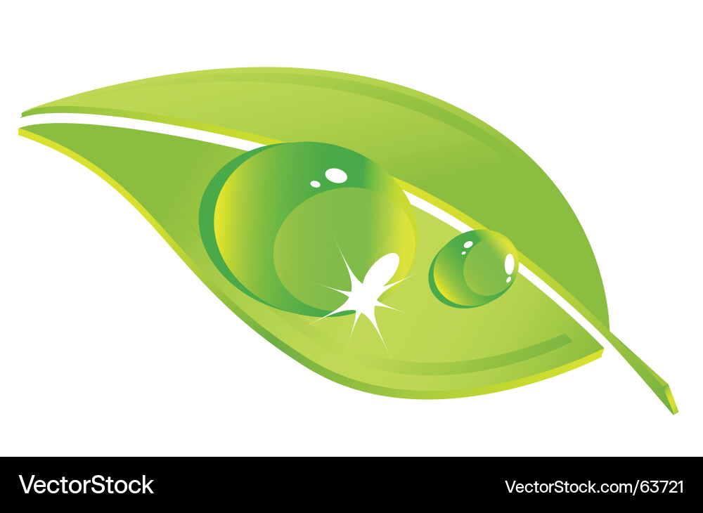 Leaf Drop Vector Image