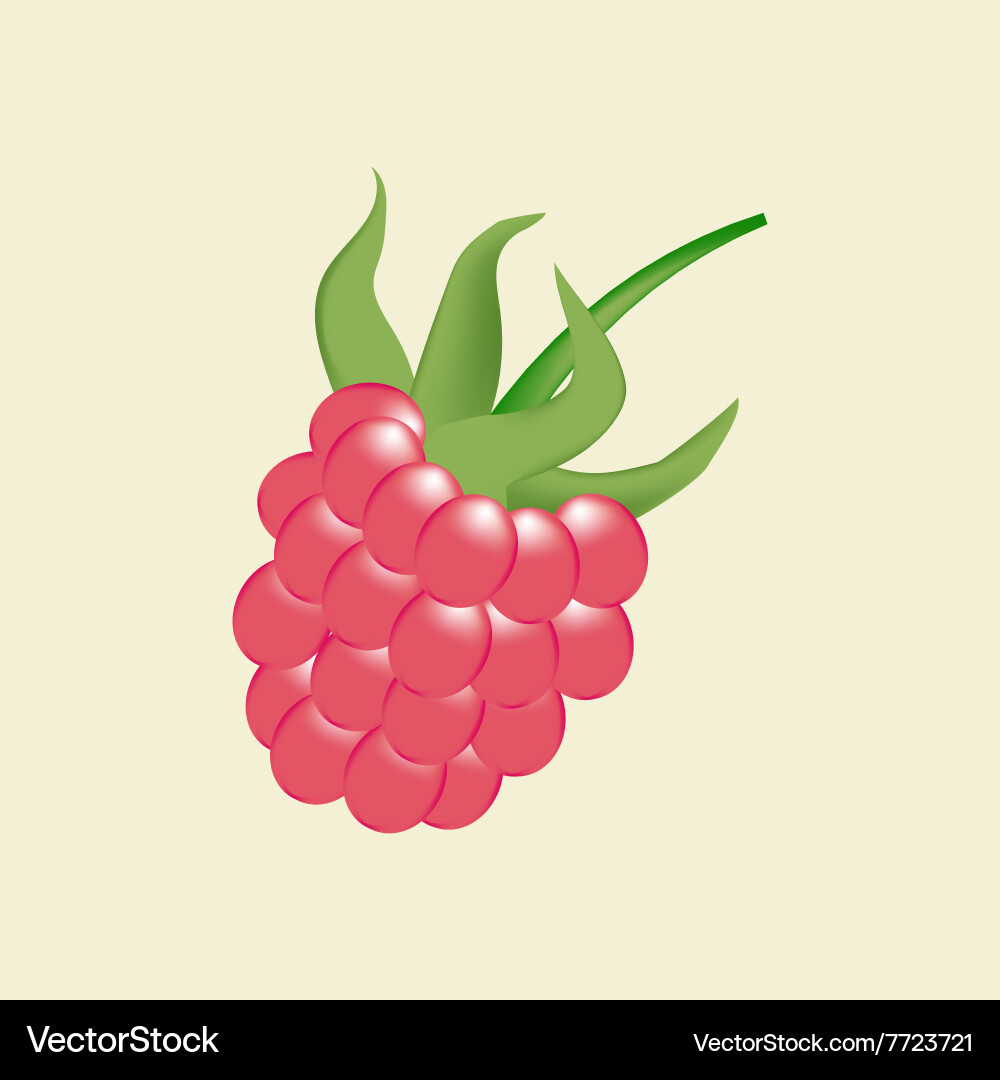 Raspberry berry icon Vector Image
