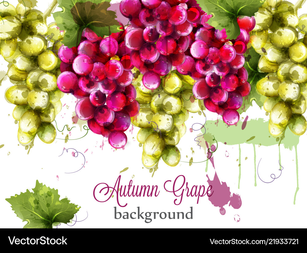 Red and white grapes autumnal watercolor card Red and white grapes autumnal watercolor card vector image
