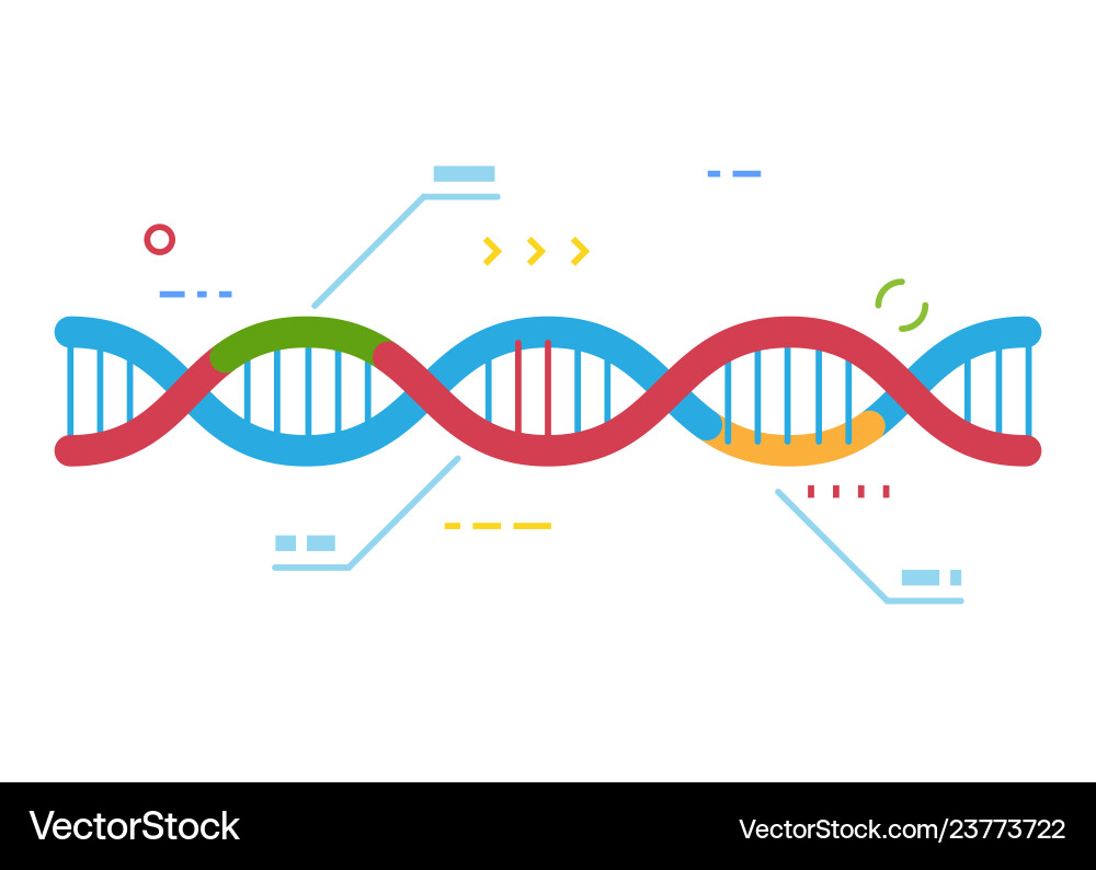 Dna Dna vector image