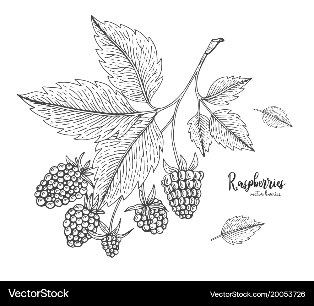 Hand drawn of raspberry isolated Vector Image
