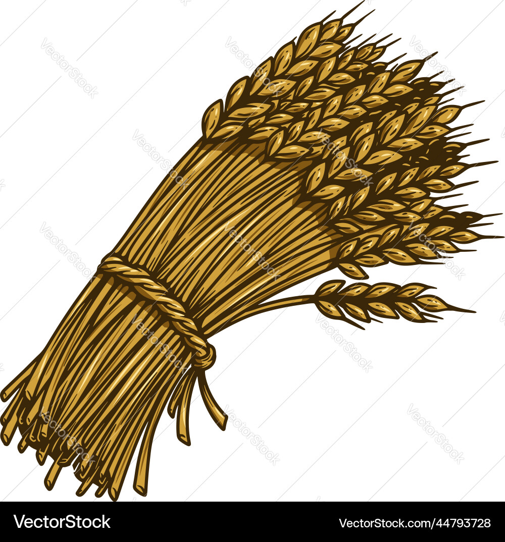 Wheat sheaf in engraving style design element Wheat sheaf in engraving style design element vector image