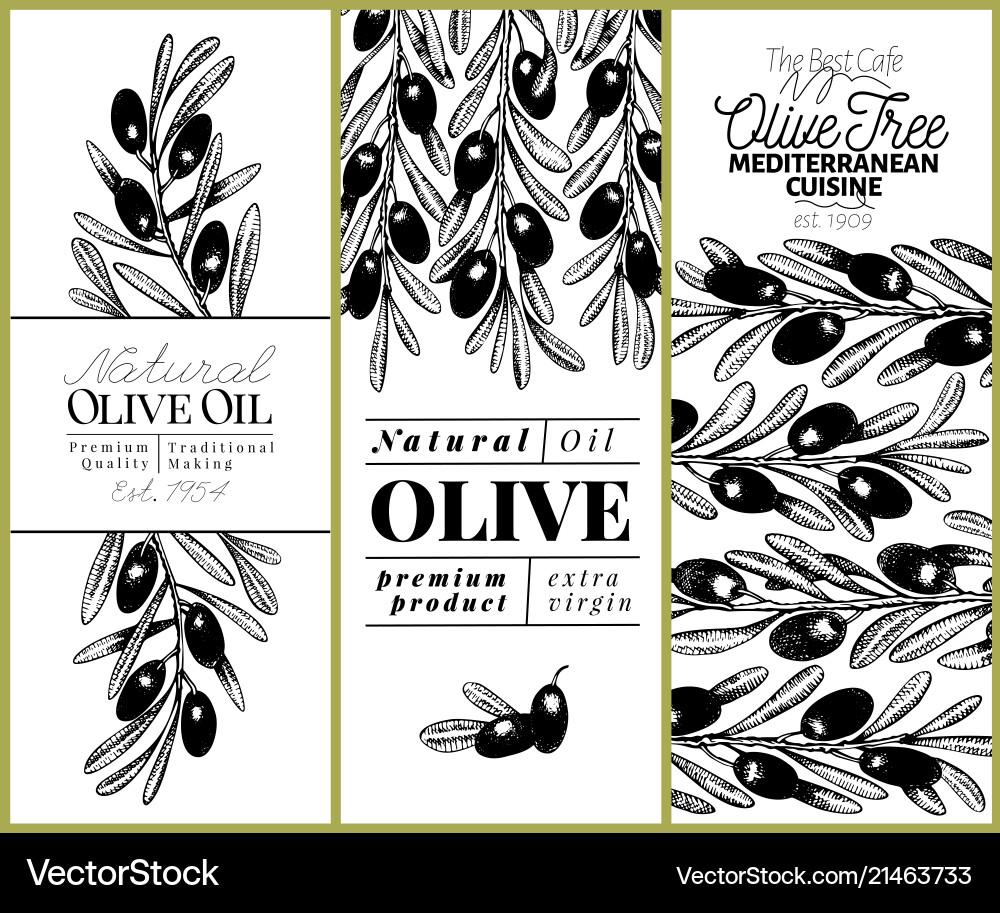 Olive tree banner set hand drawn vintage Olive tree banner set hand drawn vintage vector image