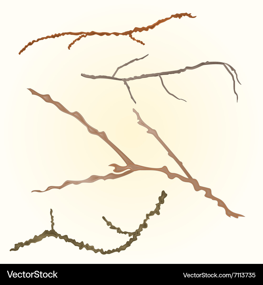 Sprigs- twig tree various branch Vector Image
