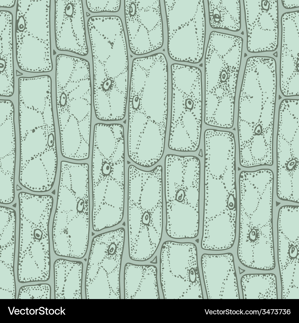 Cell pattern