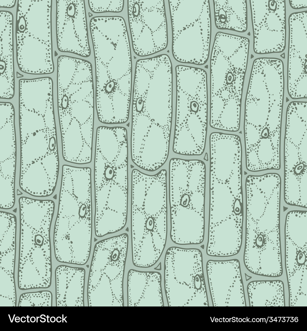 Plant cell pattern vector image