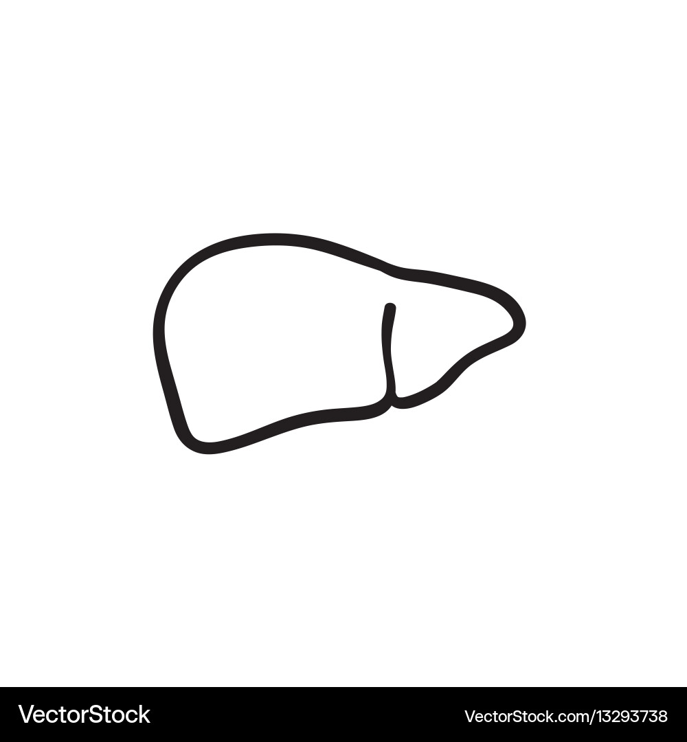 Liver sketch icon vector image