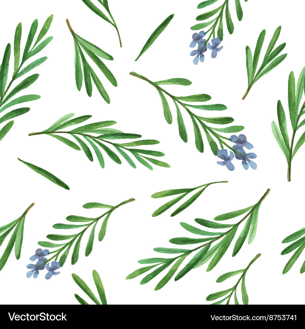 Rosemary Watercolor Herb Pattern Vector Image