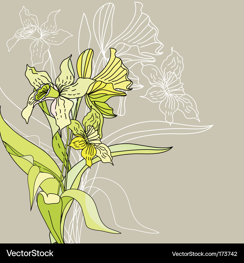 Elegant Narcissus Floral Pattern Vector Image