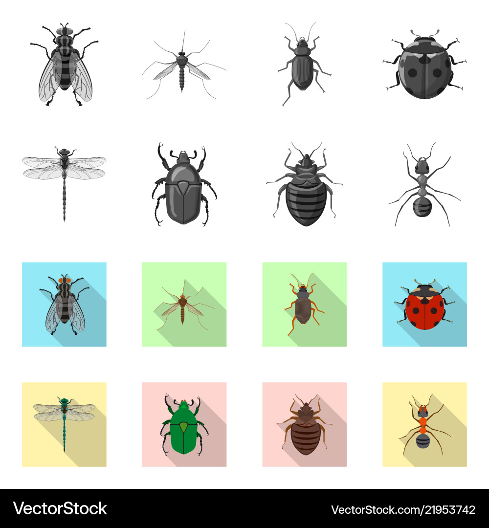 Isolated object of insect and fly icon set Isolated object of insect and fly icon set vector image