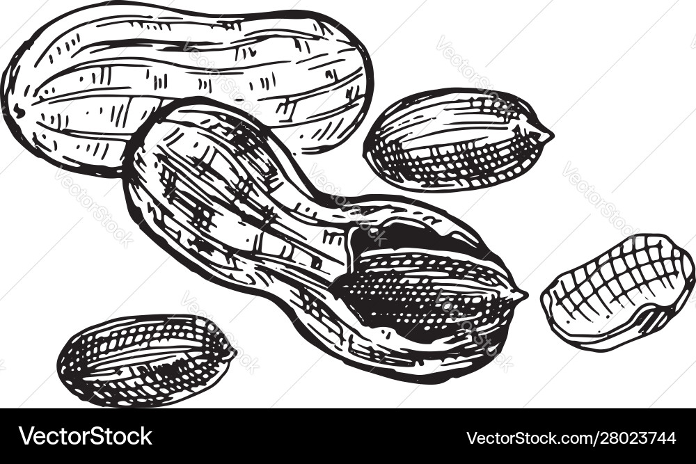 Peanut whole nut shell and kernel Vector Image