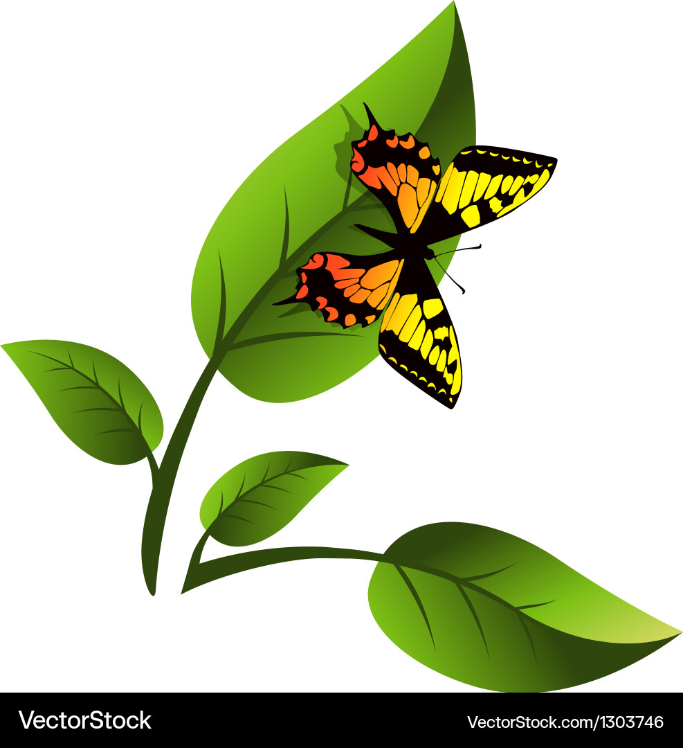 Leaf and butterfly Royalty Free Vector Image - VectorStock