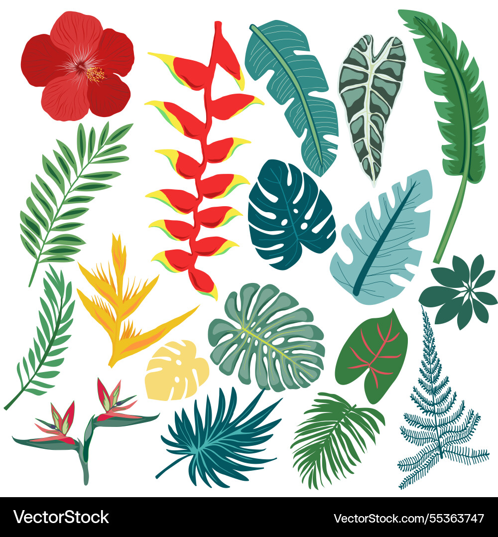 Set of tropical leaves and exotic flower Set of tropical leaves and exotic flower vector image