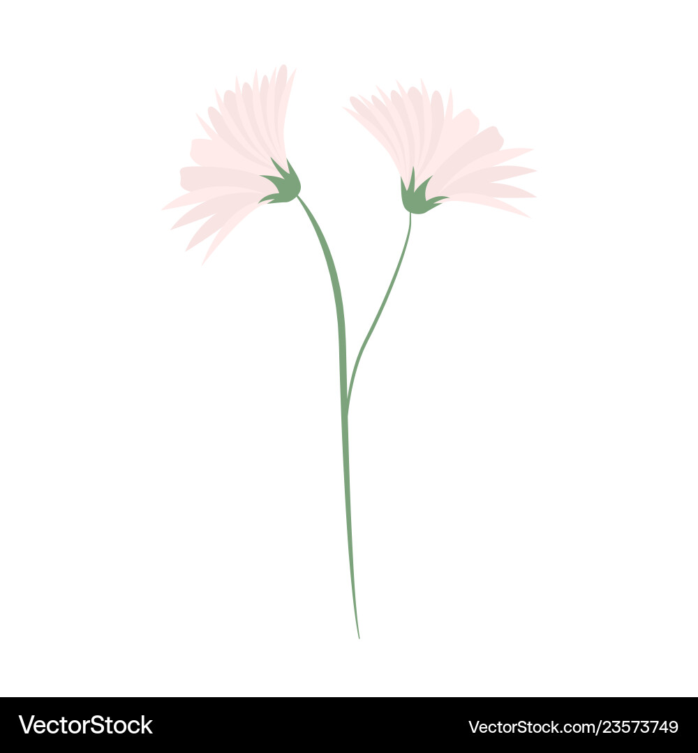 Chamomile on white background for graphic and web Chamomile on white background for graphic and web vector image