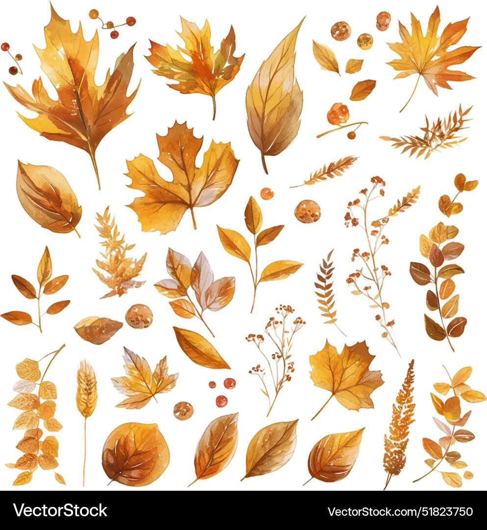 Autumn Leaves and Floral Collection Vector Image