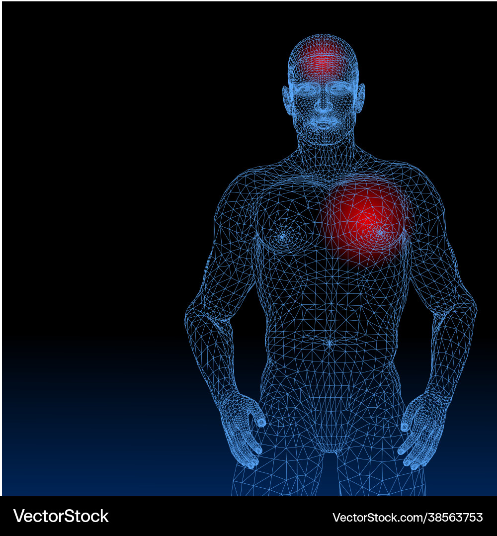 A skeleton front on and side profile A skeleton front on and side profile vector image