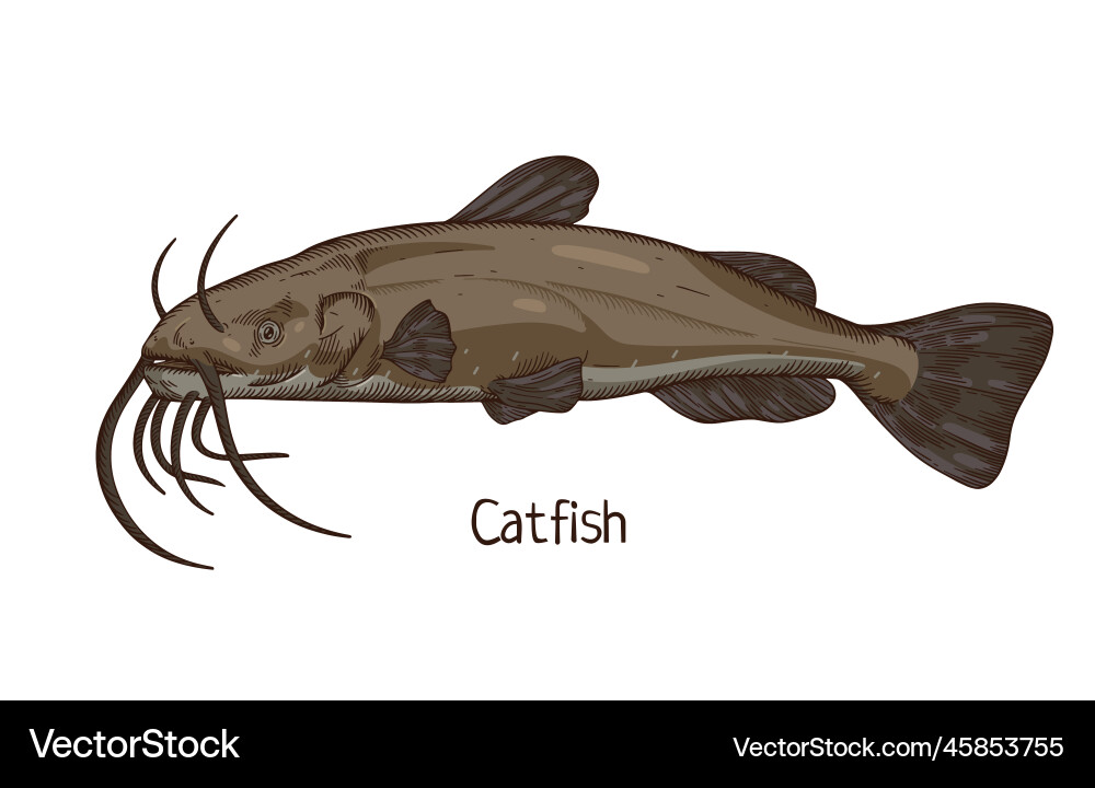 Catfish freshwater fish with barbels realistic Catfish freshwater fish with barbels realistic vector image