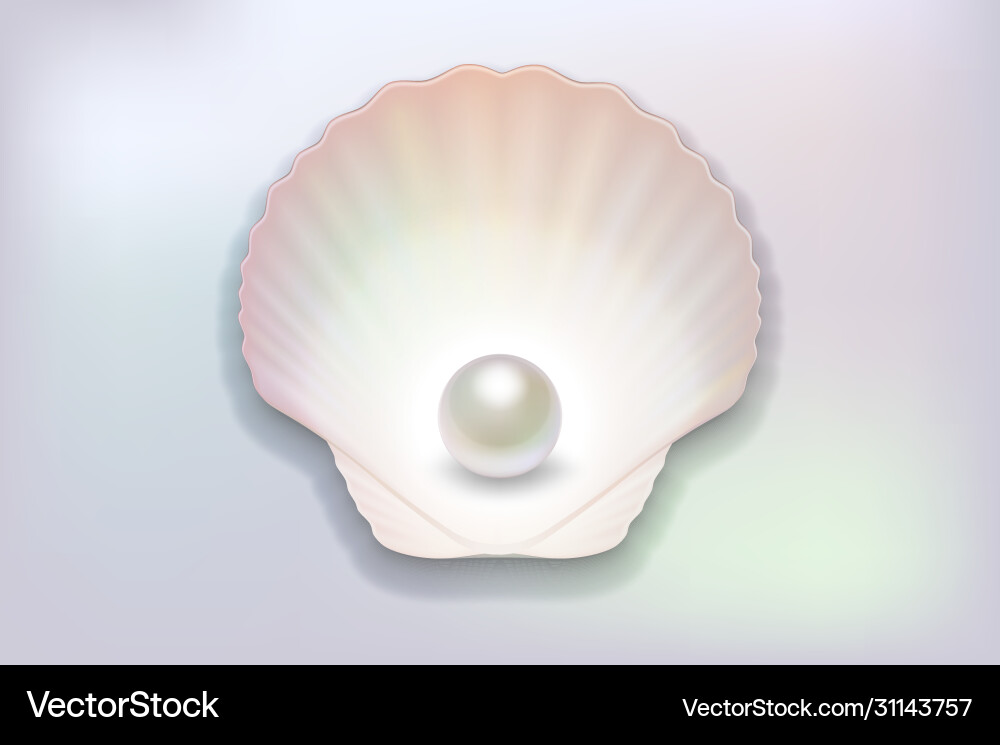 3d realistic natural open half shell 3d realistic natural open half shell vector image