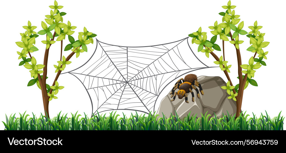 A spider on rock with web between trees A spider on rock with web between trees vector image