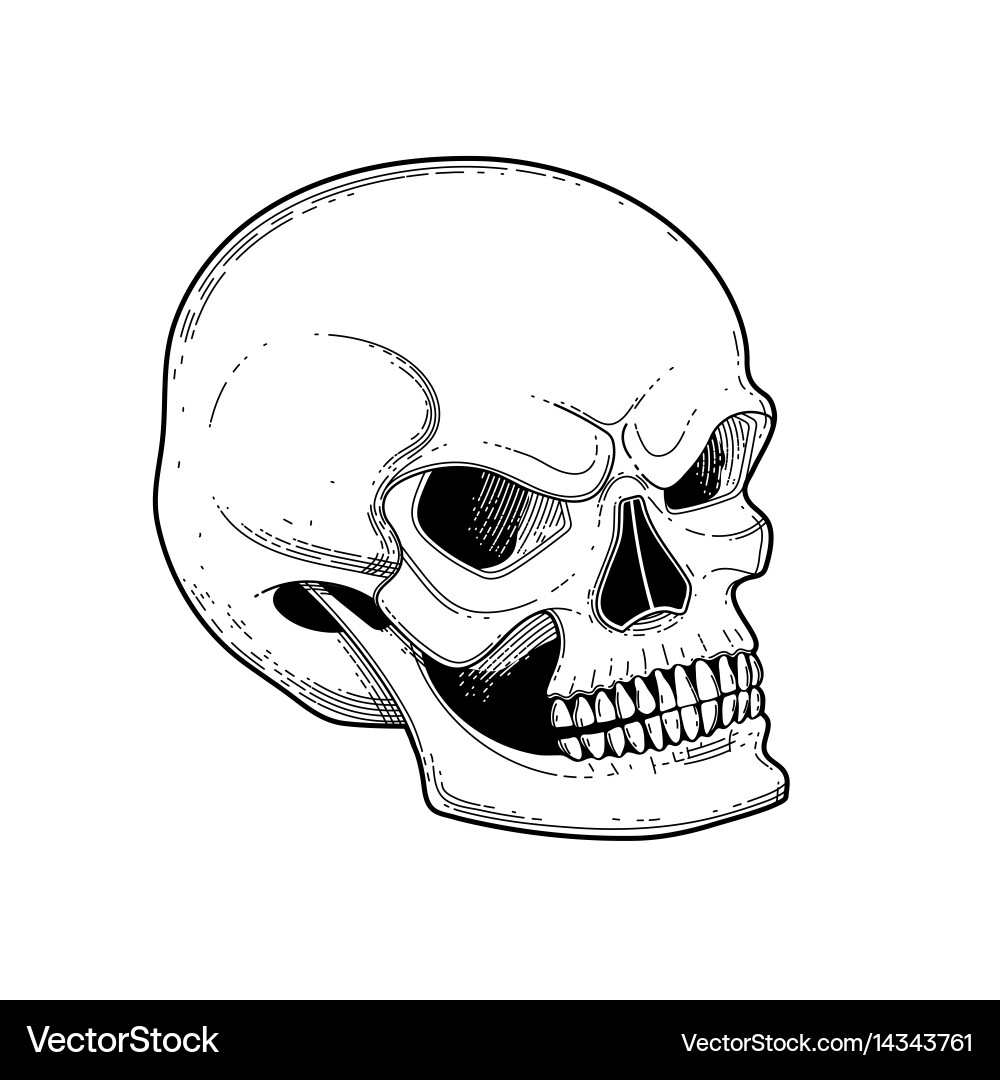 Graphic skull with fearful smile Vector Image