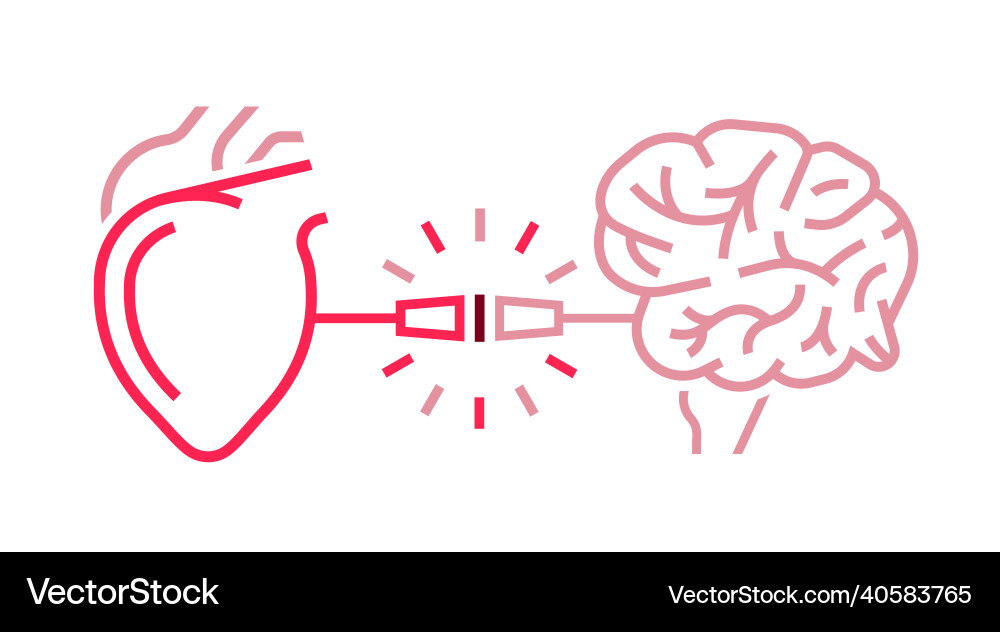 Heart and brain connection medical scientific Heart and brain connection medical scientific vector image