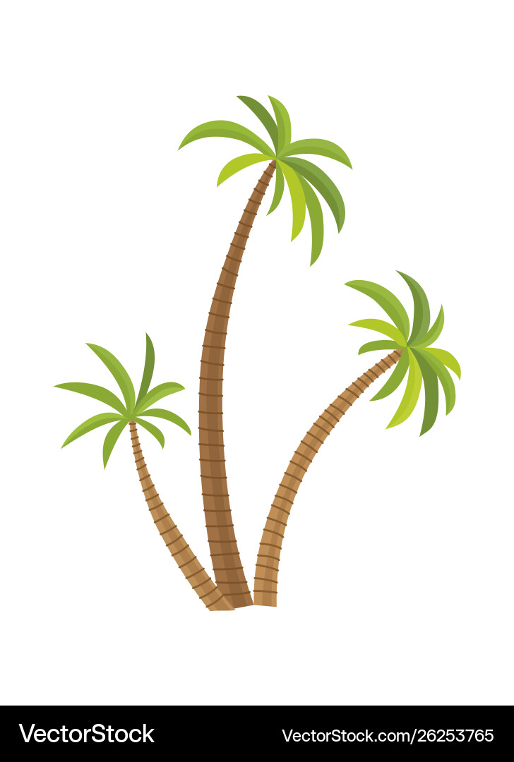 Palm tree isolated on white Palm tree isolated on white vector image