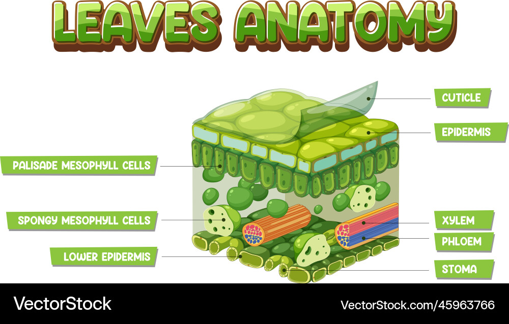 Leaf Internal Structure Diagram Vector Image