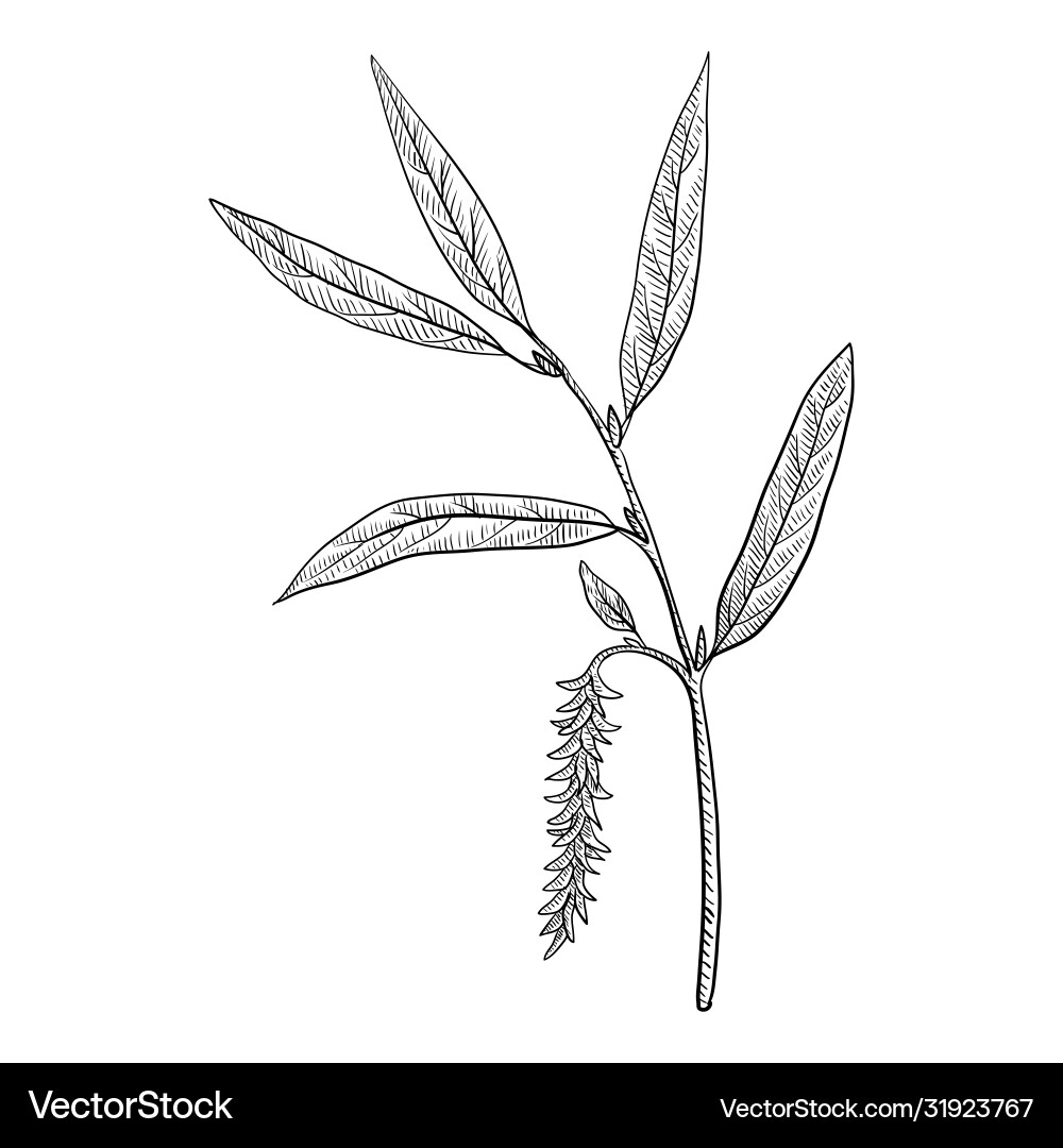 Drawing white willow Drawing white willow vector image