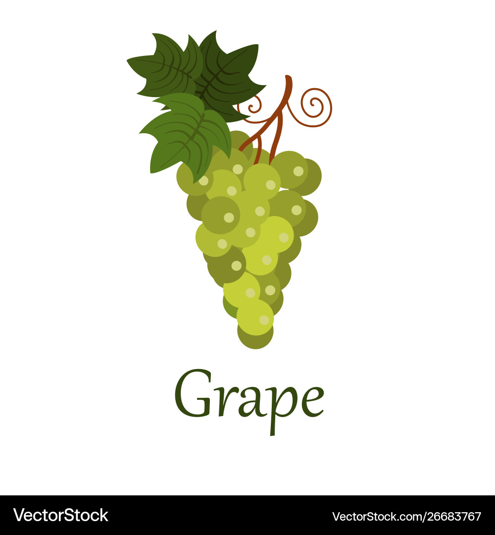 Grape with caption isolated on white background Grape with caption isolated on white background vector image