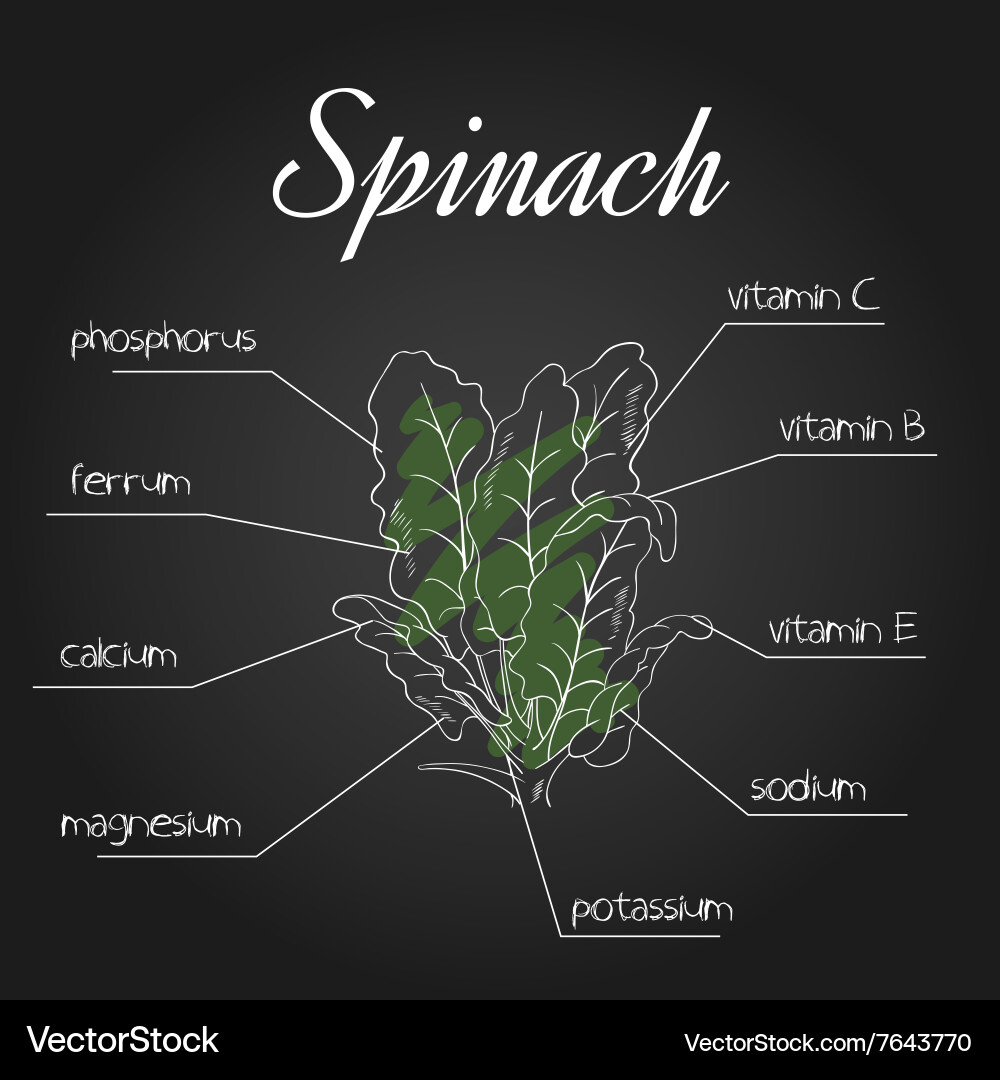 Nutrient list for spinach Vector Image