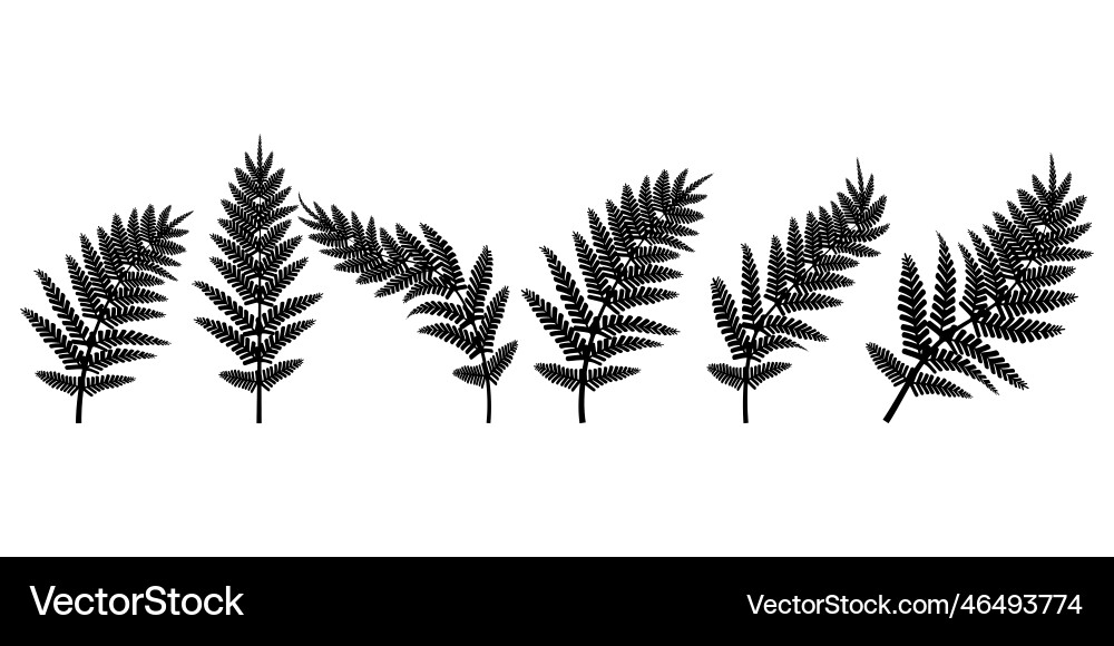 Black Fern Branch Contour Vector Image
