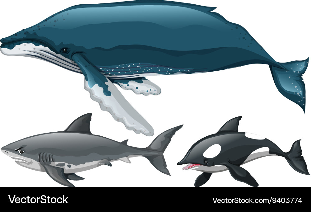 Different type of whale and shark Vector Image