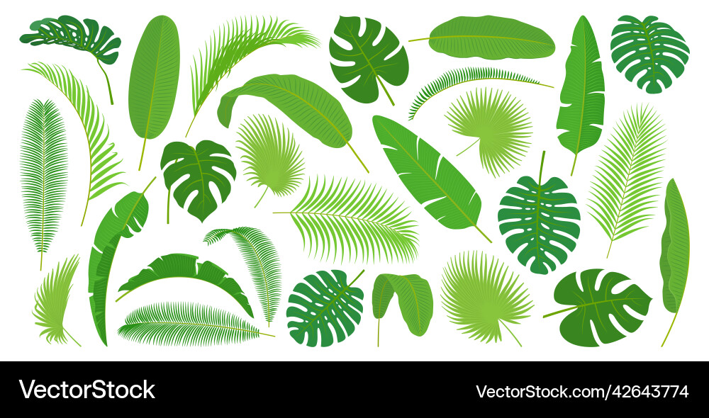Tropical leaves set monstera and palm tree plants Tropical leaves set monstera and palm tree plants vector image