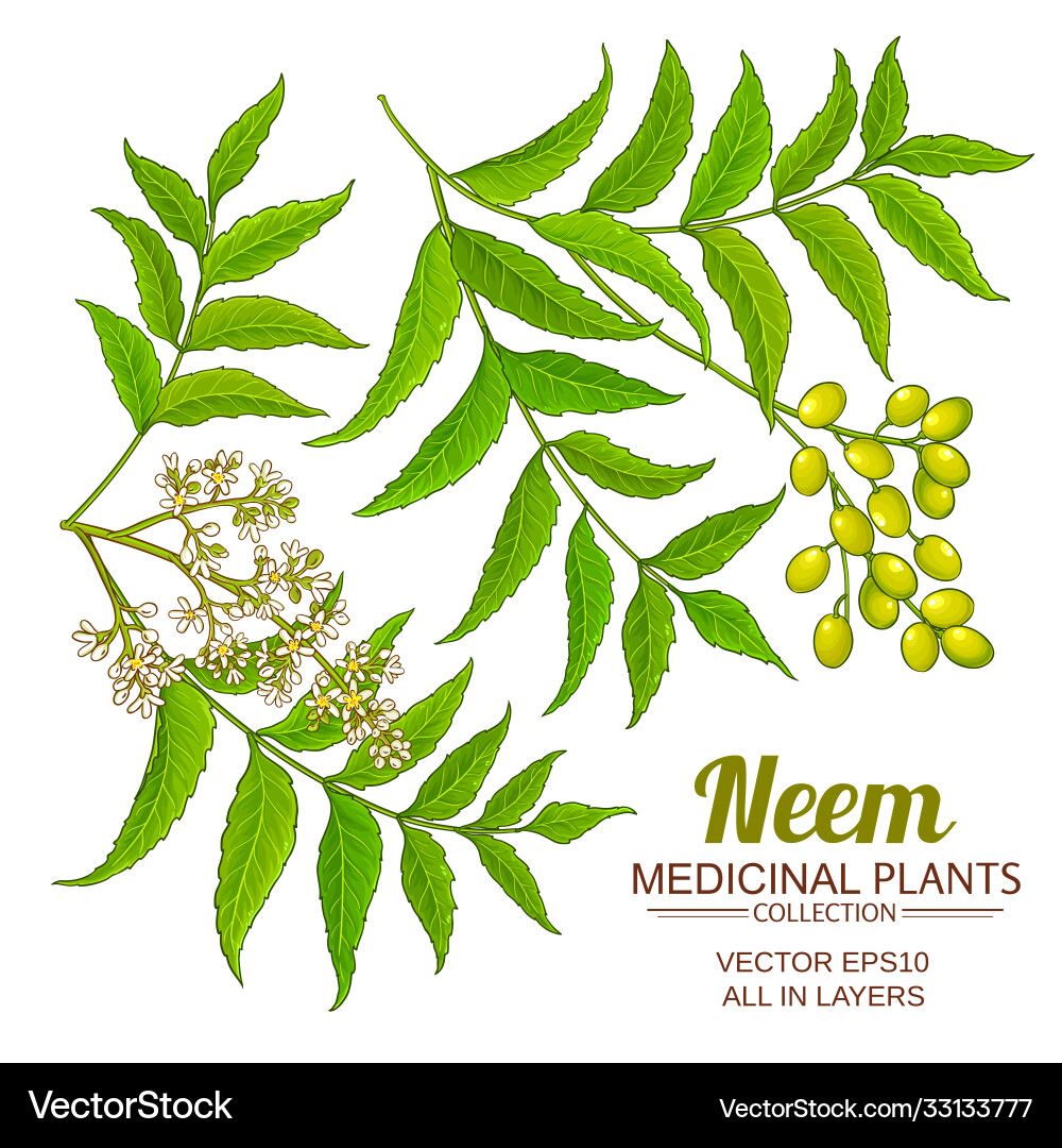 Neem Branch Set - Botanical Vector vector image