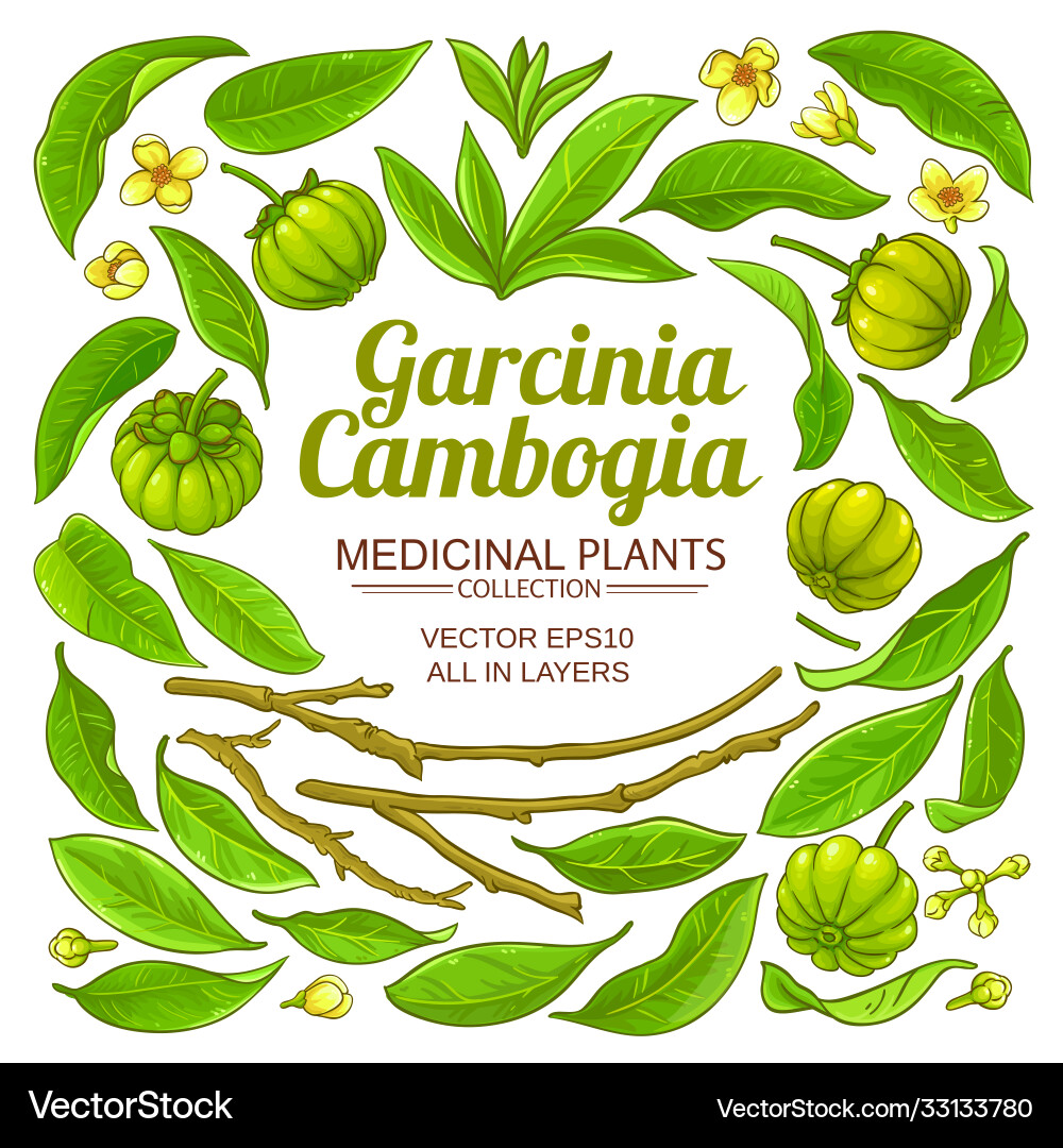 Garcinia elements set on white background Garcinia elements set on white background vector image