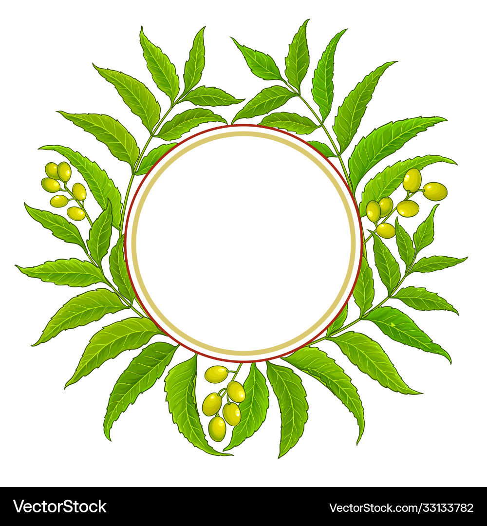 Neem branches frame on white background Neem branches frame on white background vector image