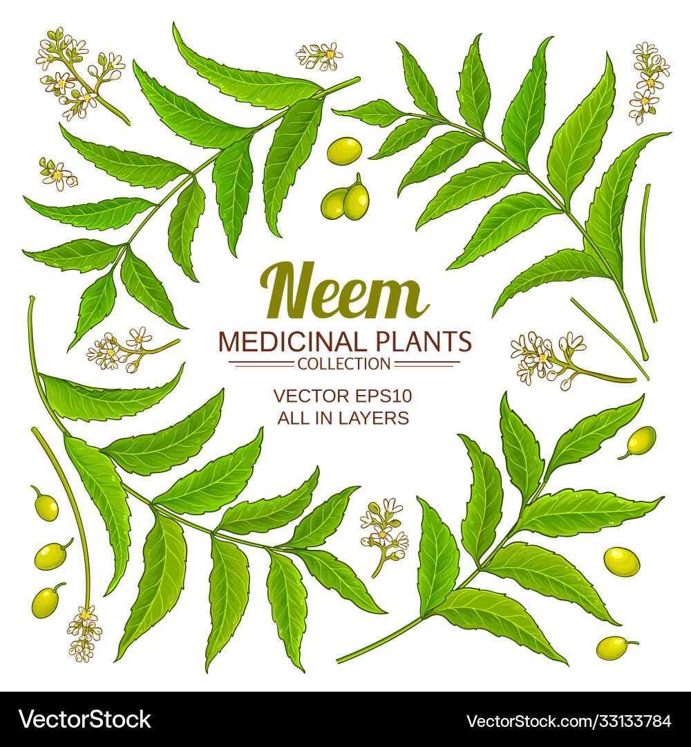 Neem Plant Elements - Herbal Set Vector Image