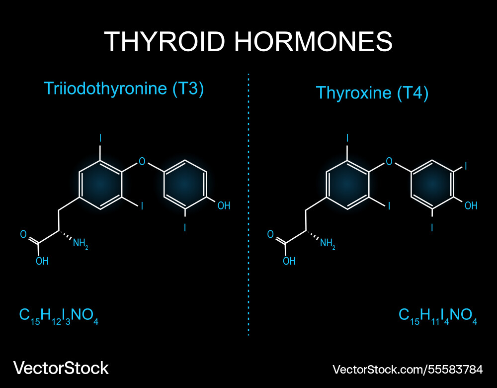 Triiodothyronine t3 molecule skeletal chemical Triiodothyronine t3 molecule skeletal chemical vector image