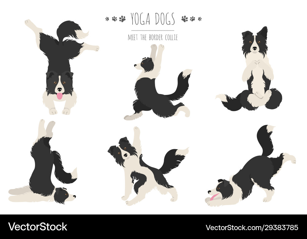 Yoga dogs poses and exercises poster design Yoga dogs poses and exercises poster design vector image